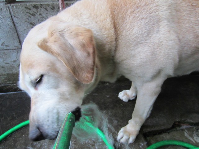 コメショウ　愛犬ナナ　ゴールデン　ラブラドール　レトリバー　お水ゴクゴク