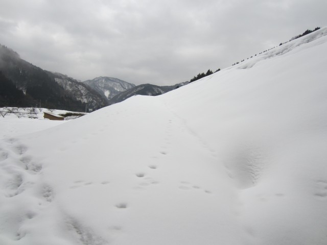 コメショウ　兵庫県但馬　美方郡香美町村岡区熊波　熊波の棚田