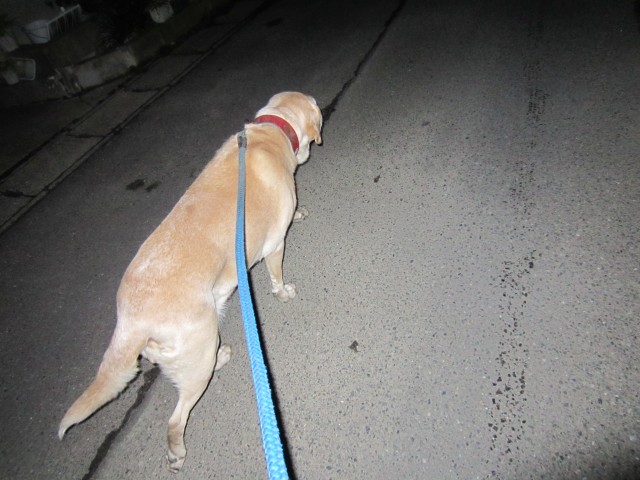 コメショウ　愛犬ナナ　ゴールデン　ラブラドール　レトリバー　散歩