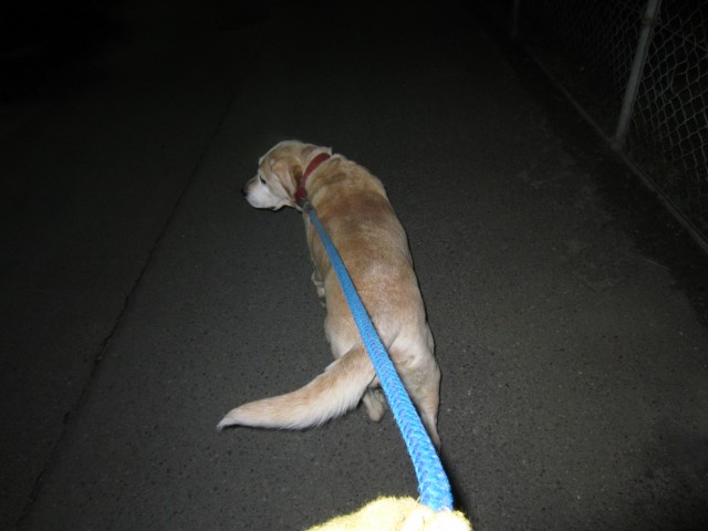コメショウ　愛犬ナナ　散歩　ゴールデン　ラブラドール　レトリバー
