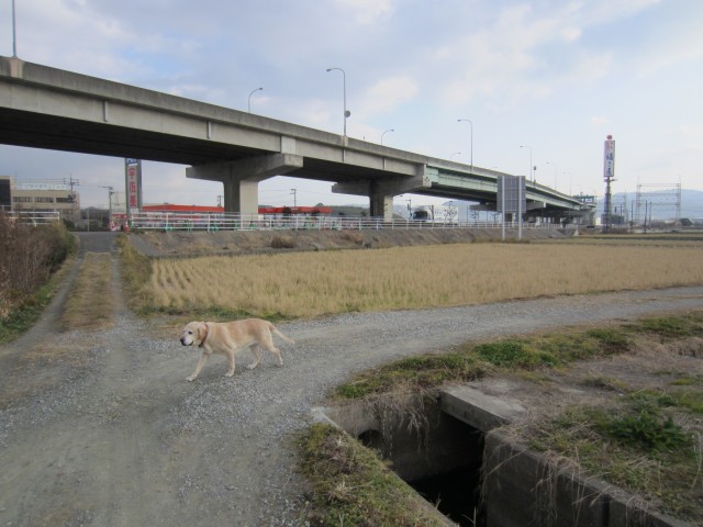 コメショウ　愛犬ナナ　ゴールデン　ラブラドール　レトリバー　散歩