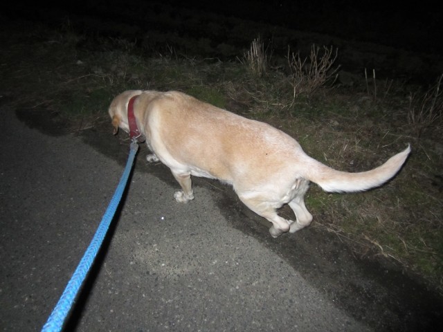 コメショウ　愛犬ナナ　ゴールデン　ラブラドール　レトリバー　散歩