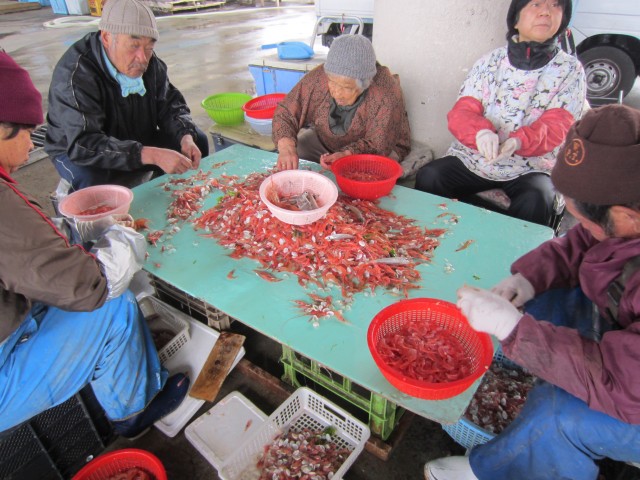 鹿児島県鹿屋市古江町　古江港　桜海老　コメショウ