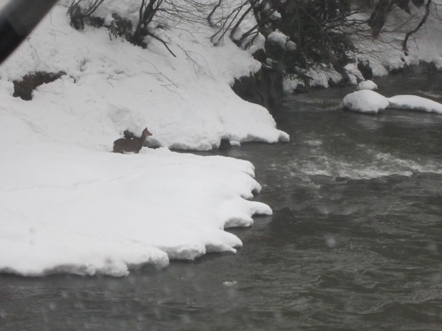 コメショウ　兵庫県但馬　美方郡香美町村岡区　鹿