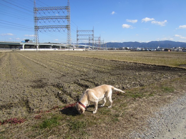 コメショウ　愛犬ナナ　ゴールデン　ラブラドール　レトリバー　散歩