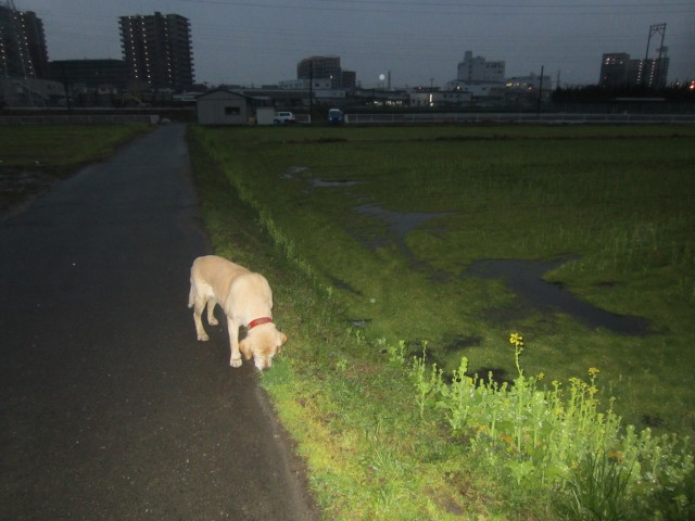 コメショウ　愛犬ナナ　ゴールデン　ラブラドール　レトリバー　散歩