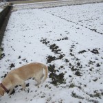 コメショウ　愛犬ナナ　ゴールデン　ラブラドール　レトリバー　散歩　雪