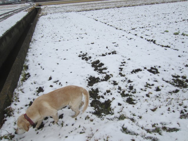 コメショウ　愛犬ナナ　ゴールデン　ラブラドール　レトリバー　散歩　雪