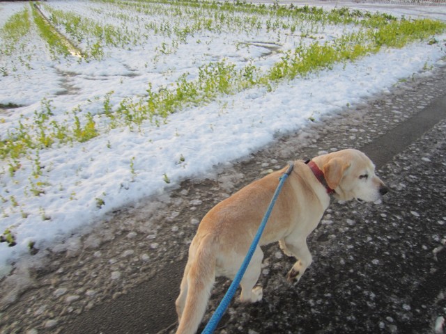 コメショウ　愛犬ナナ　ゴールデン　ラブラドール　レトリバー　散歩　雪
