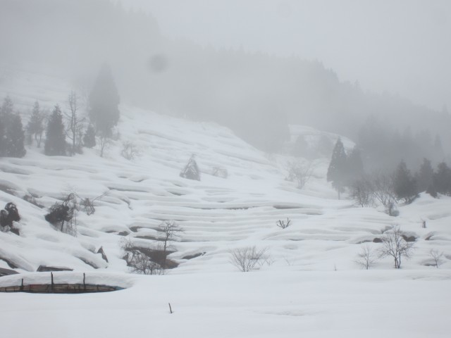 兵庫県但馬　美方郡香美町村岡区熊波　熊波の棚田　コメショウ