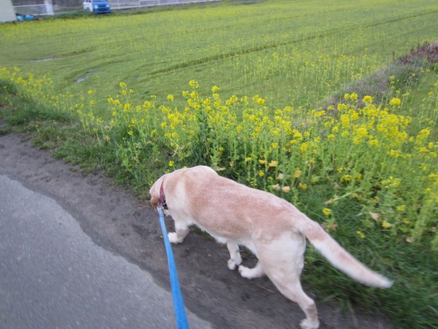 コメショウ　愛犬ナナ　ゴールデン　ラブラドール　レトリバー　散歩　菜の花