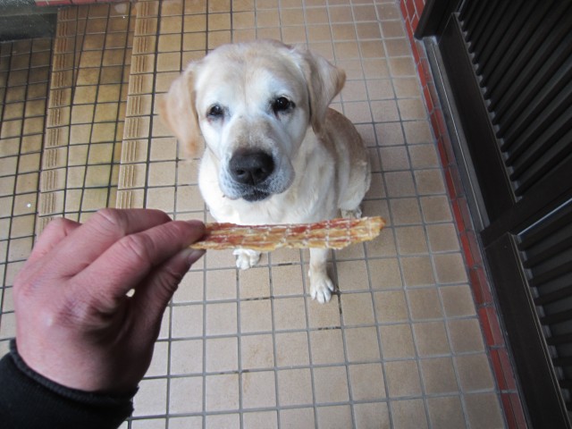 コメショウ　愛犬ナナ　ゴールデン　ラブラドール　レトリバー　鶏ササミジャーキー