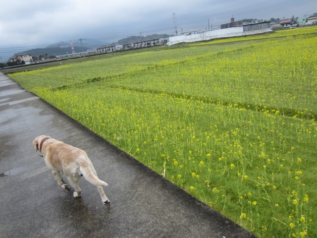 コメショウ　愛犬ナナ　ゴールデン　ラブラドール　レトリバー　散歩