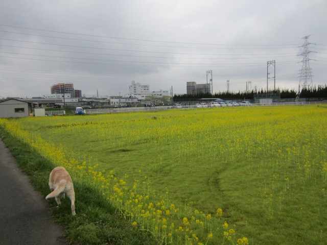 コメショウ　愛犬ナナ　ゴールデン　ラブラドール　レトリバー　散歩