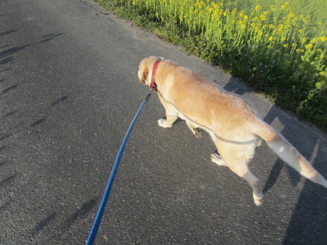 コメショウ　愛犬ナナ　ゴールデン　ラブラドール　レトリバー　散歩　菜の花