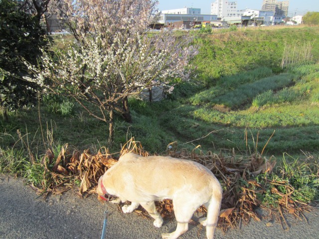 コメショウ　愛犬ナナ　ゴールデン　ラブラドール　レトリバー　散歩　梅の花