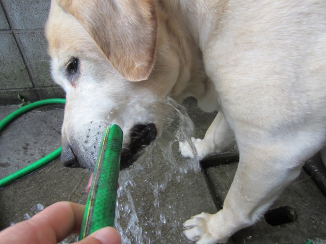 コメショウ　愛犬ナナ　ゴールデン　ラブラドール　レトリバー　お水ゴクゴク