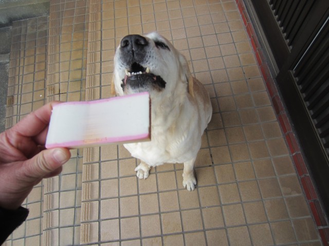 コメショウ　愛犬ナナ　ゴールデン　ラブラドール　レトリバー　かまぼこ板