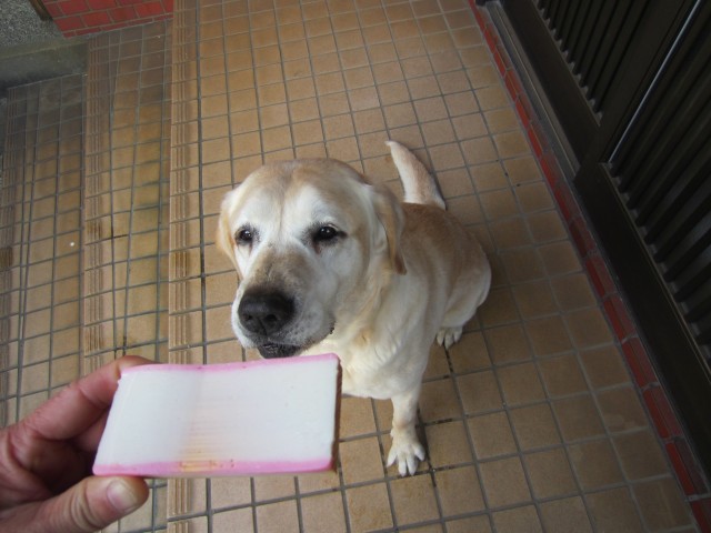 コメショウ　愛犬ナナ　ゴールデン　ラブラドール　レトリバー　かまぼこ板