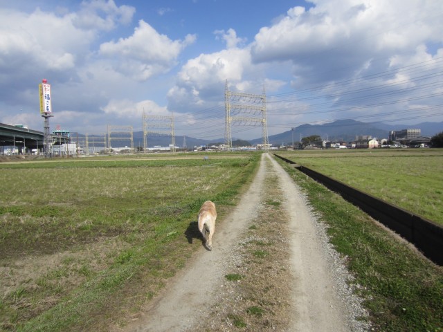 コメショウ　愛犬ナナ　ゴールデン　ラブラドール　レトリバー　散歩