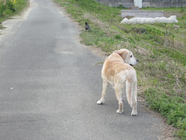 コメショウ　愛犬ナナ　ゴールデン　ラブラドール　レトリバー　散歩　カラス