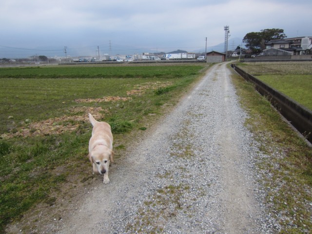 コメショウ　愛犬ナナ　ゴールデン　ラブラドール　レトリバー　散歩