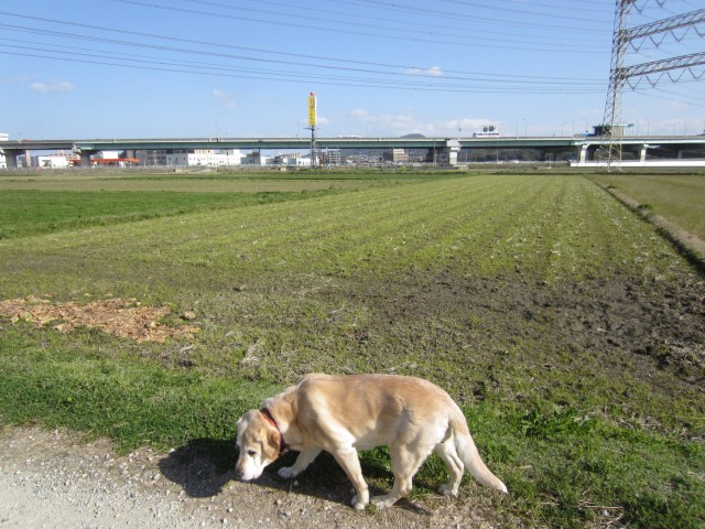 コメショウ　愛犬ナナ　ゴールデン　ラブラドール　レトリバー　散歩