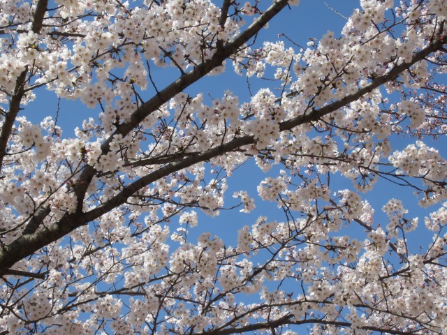 駕与丁公園　福岡県糟屋郡粕屋町　コメショウ　桜