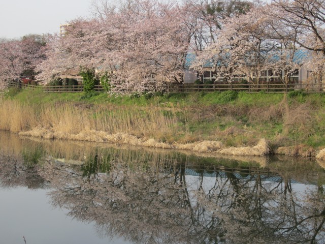 コメショウ　福岡県糟屋郡粕屋町　多々良川　桜