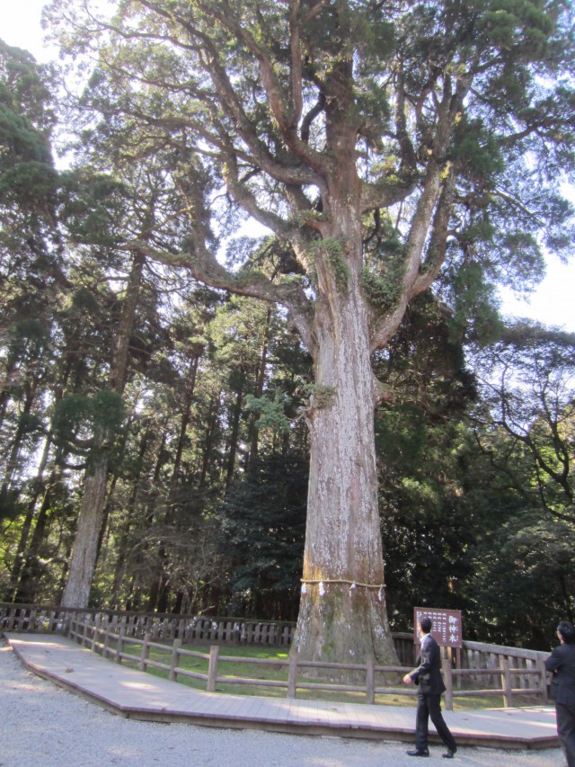 霧島神宮　御神木　杉　樹齢８００年　コメショウ