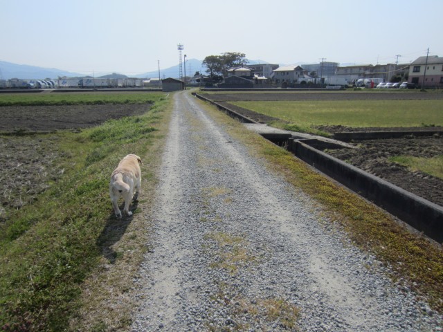 コメショウ　愛犬ナナ　ゴールデン　ラブラドール　レトリバー　散歩