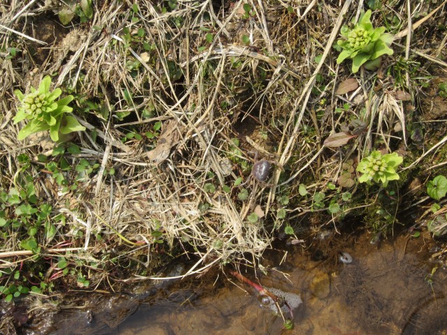 兵庫県但馬　美方郡香美町村岡区熊波　熊波の棚田　コメショウ