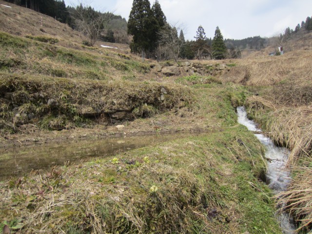 兵庫県但馬　美方郡香美町村岡区熊波　熊波の棚田　コメショウ