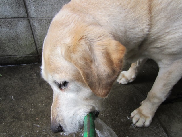 コメショウ　愛犬ナナ　ゴールデン　ラブラドール　レトリバー　