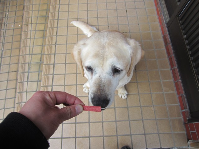 コメショウ　愛犬ナナ　ゴールデン　ラブラドール　レトリバー　散歩