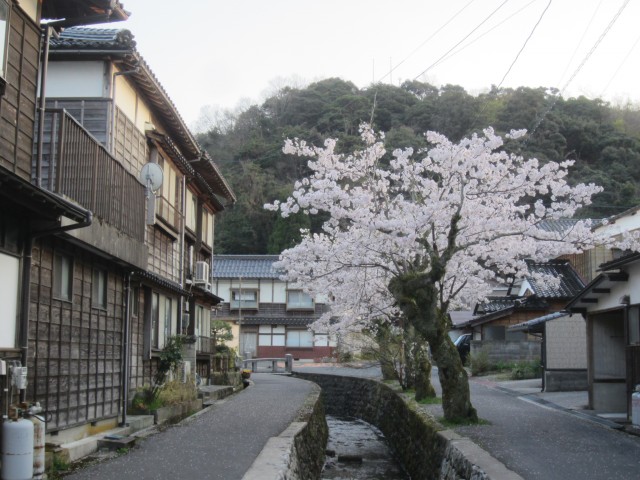 ゆかむり温泉（鳥取県 岩井温泉）　鳥取県岩美郡岩美町岩井　コメショウ　桜が満開