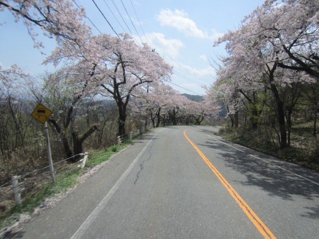 国道４８２号線　神鍋高原　兵庫県豊岡市日高町　桜並木　コメショウ