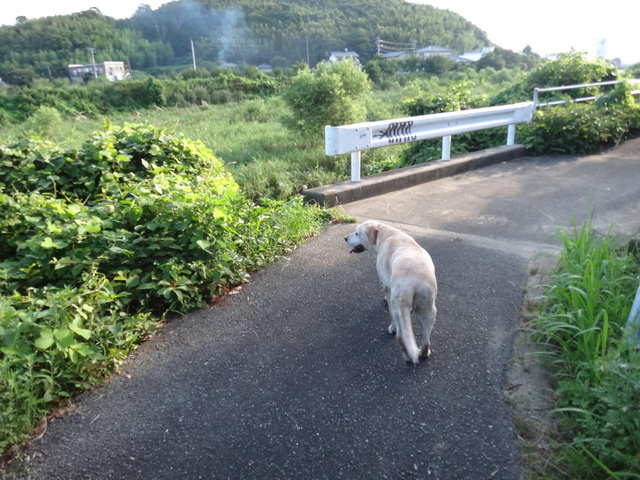 コメショウ　愛犬ナナ　ゴールデン　ラブラドール　レトリバー　散歩　川遊び