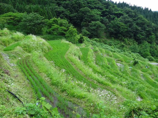 兵庫県但馬　美方郡香美町村岡区熊波　熊波の棚田　コメショウ