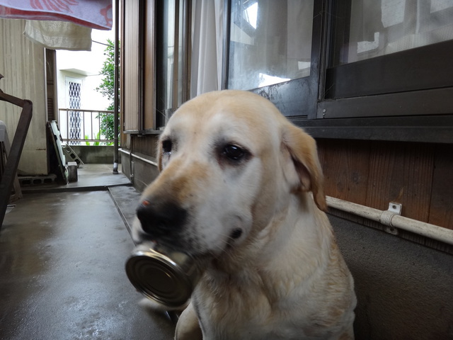 コメショウ　愛犬ナナ　ゴールデン　ラブラドール　レトリバー　缶詰