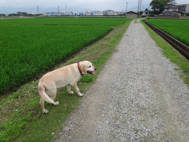 コメショウ　愛犬ナナ　ゴールデン　ラブラドール　レトリバー　散歩