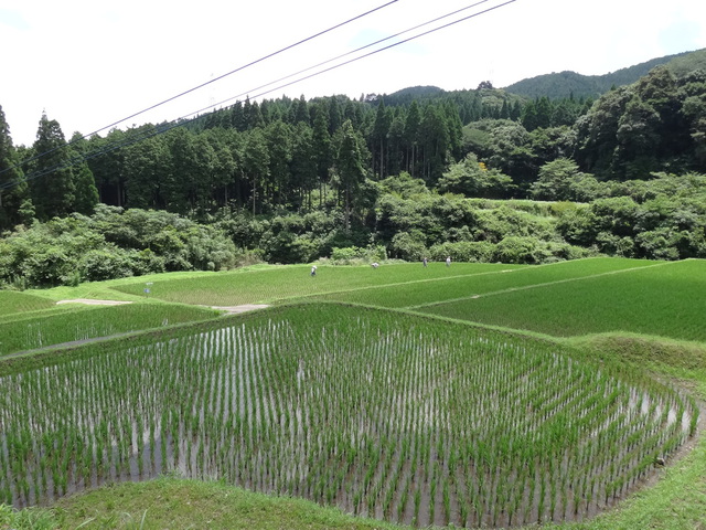 鹿児島県姶良郡湧水町　棚田　コメショウ