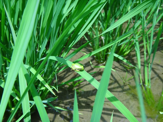 兵庫県但馬　美方郡香美町村岡区熊波　熊波の棚田　コメショウ