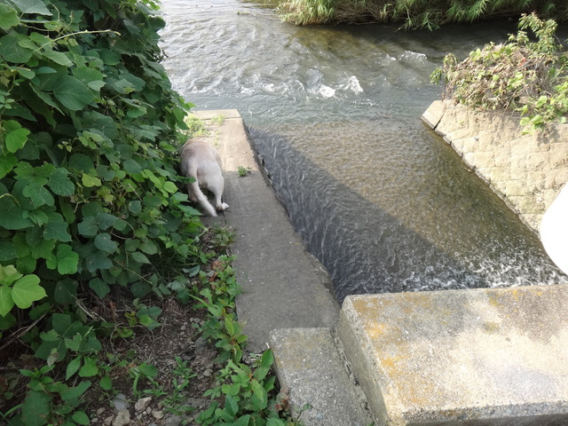 福岡県糟屋郡粕屋町 多々良川 コメショウ 愛犬ナナ ゴールデン ラブラドール レトリバー 散歩 川遊び 福岡県糟屋郡粕屋町 多々良川 コメショウ 愛犬ナナ ゴールデン ラブラドール レトリバー 散歩 川遊び