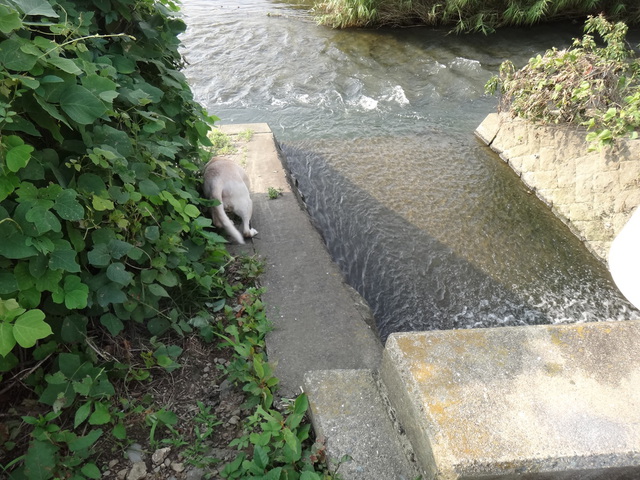 福岡県糟屋郡粕屋町　多々良川　コメショウ　愛犬ナナ　ゴールデン　ラブラドール　レトリバー　散歩　川遊び