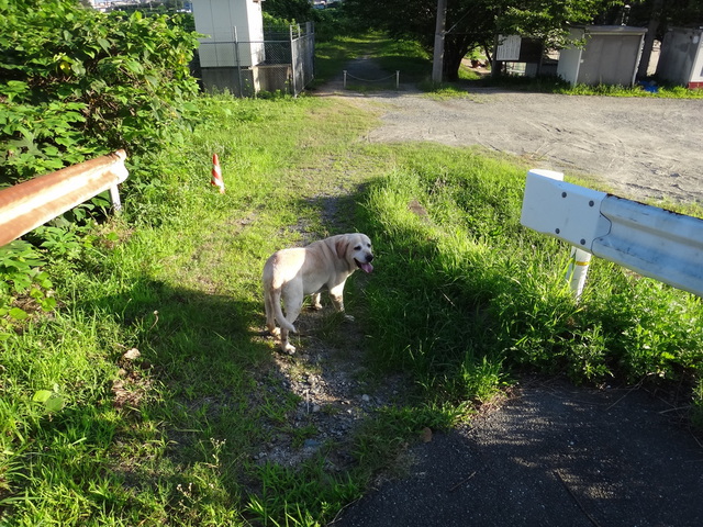 コメショウ　愛犬ナナ　ゴールデン　ラブラドール　レトリバー　散歩　川遊び