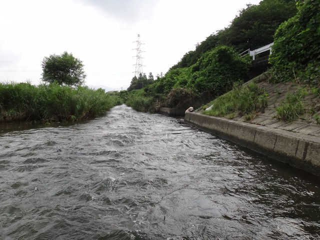 福岡県糟屋郡粕屋町　多々良川　コメショウ　愛犬ナナ　ゴールデン　ラブラドール　レトリバー　散歩　川遊び