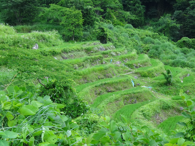 兵庫県但馬　美方郡香美町村岡区熊波　熊波の棚田　コメショウ