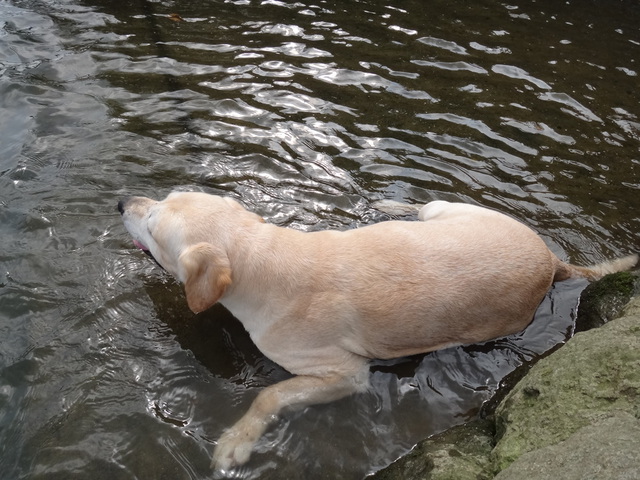 コメショウ　愛犬ナナ　ゴールデン　ラブラドール　レトリバー　散歩　川遊び