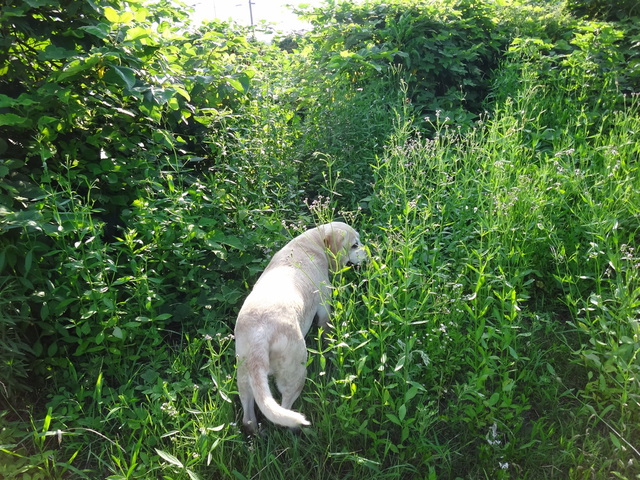コメショウ 愛犬ナナ ゴールデン ラブラドール レトリバー 散歩 川遊び コメショウ 愛犬ナナ ゴールデン ラブラドール レトリバー 散歩 川遊び